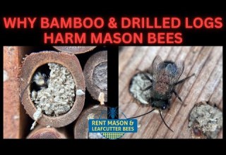WHY BAMBOO AND DRILLED LOGS HARM MASON BEES
