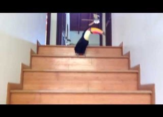  Toucan Hopping Down The Stairs
