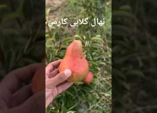 گلابی کارمن گلابی کوشیا گلابی شاه میوه گلابی در گزی