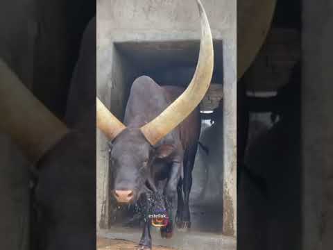 Duet Ankole Cows Animals