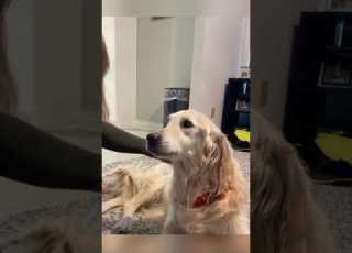  Their Dog Wanted To Say Goodbye Before He Passed Away