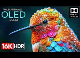  Spectacular 16K HDR Dolby Vision 120FPS Smooth OLED Showcase 4K 8K Ultra HD TV