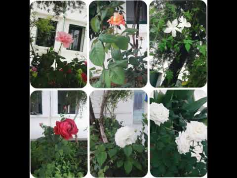 مشتاق اشم النسيم الجاي من عندكم