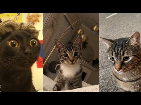 Cats Of Tiktok