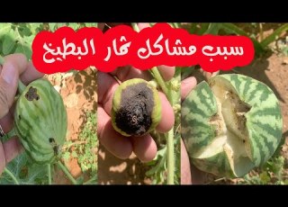 موعد زراعة البطيخ اهم مشاكل البطيخ تشقق وتشوهه الثمار