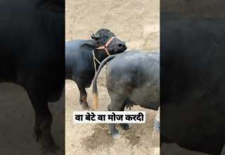 Buffalo Meeting Short Video