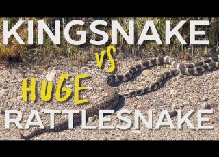 King Snake Vs MASSIVE Rattlesnake