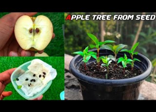 How To Grow Apple Tree From Seed Easily At Home Growing Apple Tree Form Seed