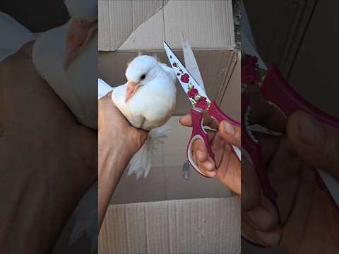 قص الحمام Pigeon