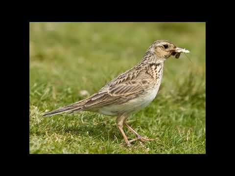 صوت الزرعي للصيد