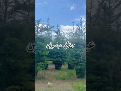 انتي حلوة كدة ازي Lyrics اكسبلور Shortvideo