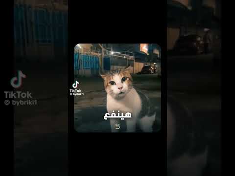 القط صاوي المصري وجمعه الساحل الشمالي اكسبلور كوميديات القط صاوي ايه يا صاوي