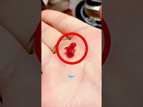 إمرأة وجدت صغير حيوان يبدو كحبة حلوى