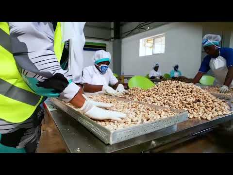 MAKALA YA WIZARA YA KILIMO KUHUSU KIWANDA CHA KOROSHO 2024