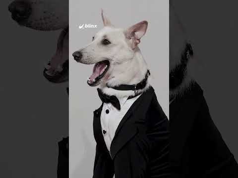 الكلب رامبو متألق في البندقية مع عصام عمر ركين سعد وصناع فيلم البحث عن منفذ لخروج السيد رامبو