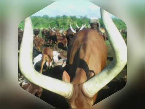 Limbu MKWAJAZA Ngwana Nzile UJUMBE Wa Kondela Limbu MKWAJAZA Ngwana Nzile UJUMBE Wa Kondela