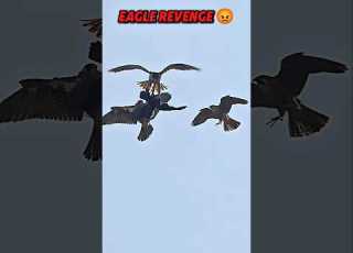 Eagle Vs Raven Trending Animals Wildlife Eagle Ravens Birds Falcon Crow Shorts Youtubeshorts