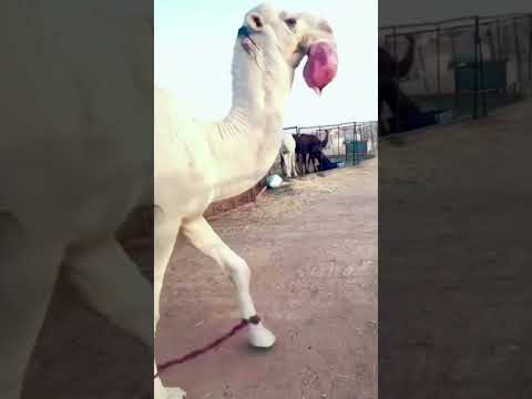 هداره بعير فحل الإبل لهاة هدير جمل ما شاء الله