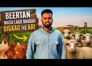  Beertan Waxa Lagu Dhaqaa Ari Iyo Digaag Waxaana Ka Soo Xarooda Dhaqaale Fiican