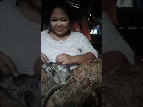 The Cat Was Scared Of Me Video Animals Mountainswiev