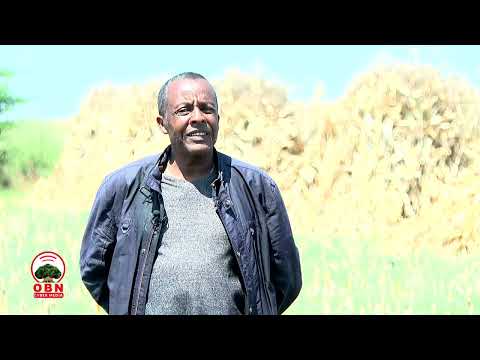 Dachee Sugaa Dokumantarii Aanaa Noonnoo