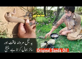 Sandy Ka Tail Nikalne Ka Tarika How To Make Pure Sanda Oil Sande Pakrne Ka Tarika سانڈہ آئل