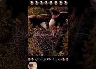 هل تعلم لماذا انثى طائر النسر في مرحلة ال تحمل غصن وترميه وعندها تختار الذكر المناسب