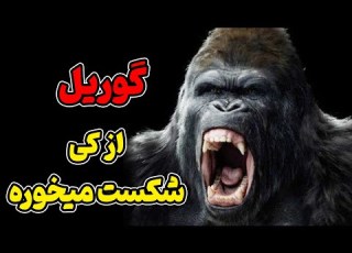 گوریل گوریل پشت نقره ای میتونه کروکودیل خرس و شیر رو شکست بده
