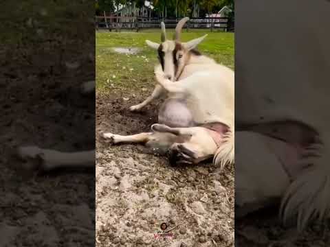 Shorts هكذا تلد سبحان الله