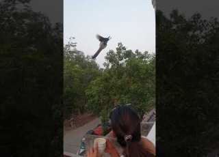  Peacock Flying