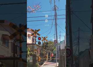 Kamakura 鎌倉 Japan Shorts