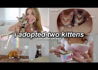  I ADOPTED TWO KITTENS Cleo Mango Kitten Shopping Haul Their First Month Home