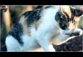 9 زانیاری سەرنج ڕاکێش لەسەر پشیلە