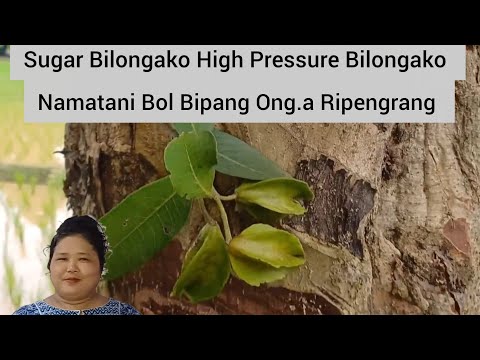 Sugar Bilongako Namatnagita Maidake Ia Bolni Bigilko Jakalnagita Nanga Hai Niangchimbo Ripengrang Sugar Bilongako Namatnagita Maidake Ia Bolni Bigilko Jakalnagita Nanga Hai Niangchimbo Ripengrang