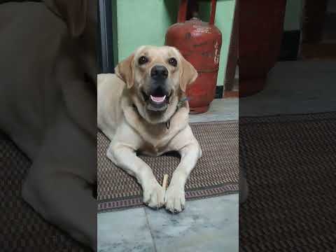 Nanula Yapo Tha Oliaga Pora Nu Therila Subscribe Like Share Comment Funny Shorts