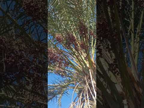 مونتاج وإنتاج التمور العجوه