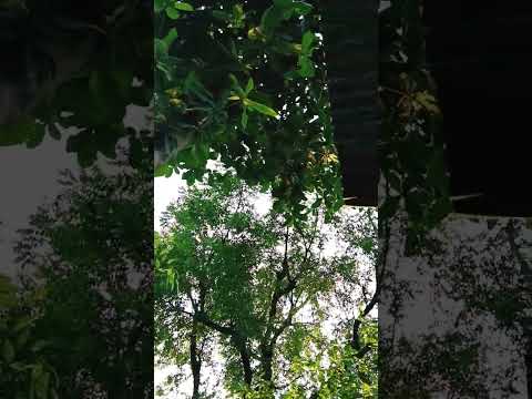 Tuzase Bachad Ke Jinda Hai Bollywood Song Love Music