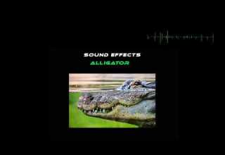 SOUND EFFECTS ALLIGATOR