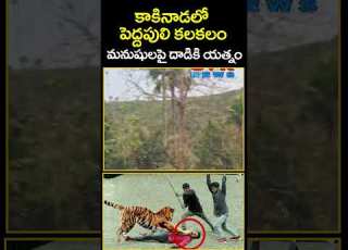  Tiger Hulchul In Kakinada CVR News