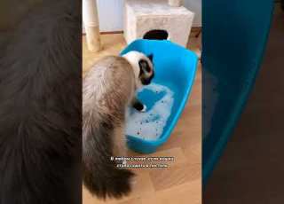  Why Did My Cat Suddenly Start Shitting On My Bed