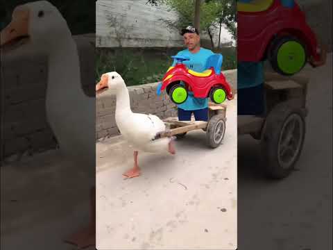 البطه البطه البطه البطه تغني The Duck Is Singing