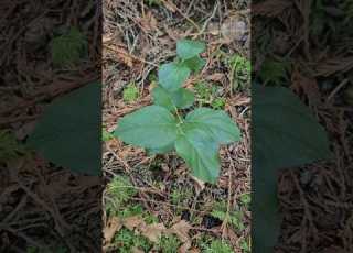 Winter Foraging In Coastal BC Salal Wildedibles Foraging Wildfoods Forage Upick Eatwild