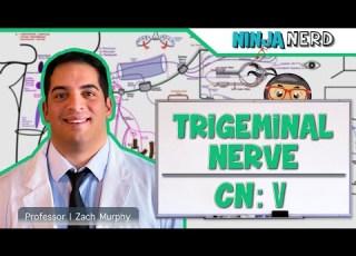 Neurology Trigeminal Nerve Cranial Nerve V