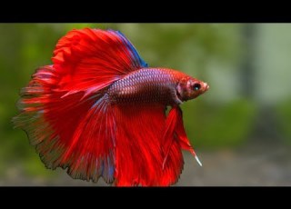  Most Beautiful Fishes From Around The World