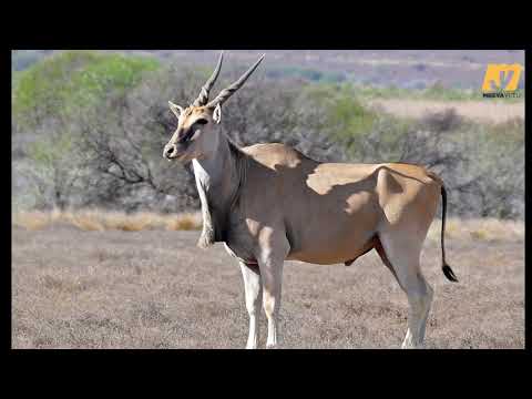 POFU AU MBUNJU NI MNYAMA ANAEAMINIKA KUWA NI MWENYE MIUJIZA YA KIUCHAWI