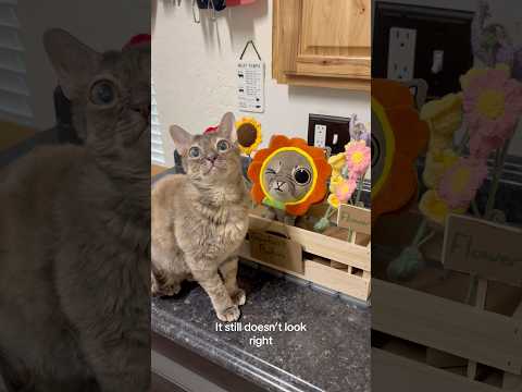 Look At The Link In My Bio Ad Cat Entertaininganimals Cuteanimal Kitten Cutecat Cutepet