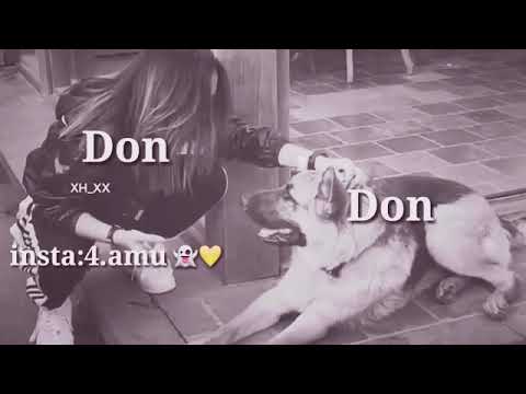 حالة واتس اب اجنبيه Dale Don Dale