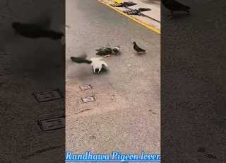 Parrot Ne Kabutar Ko Pakad Liya Like Pigeon Bird Comment Share Shortsfeed Parrot Fight