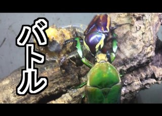  昆虫バトル シロヘリvsウガン クワガタテラリウムの様子その37