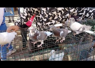  ارتفاع رهيب في اسعار الحمام في سوق امبابه ابو مجدي
